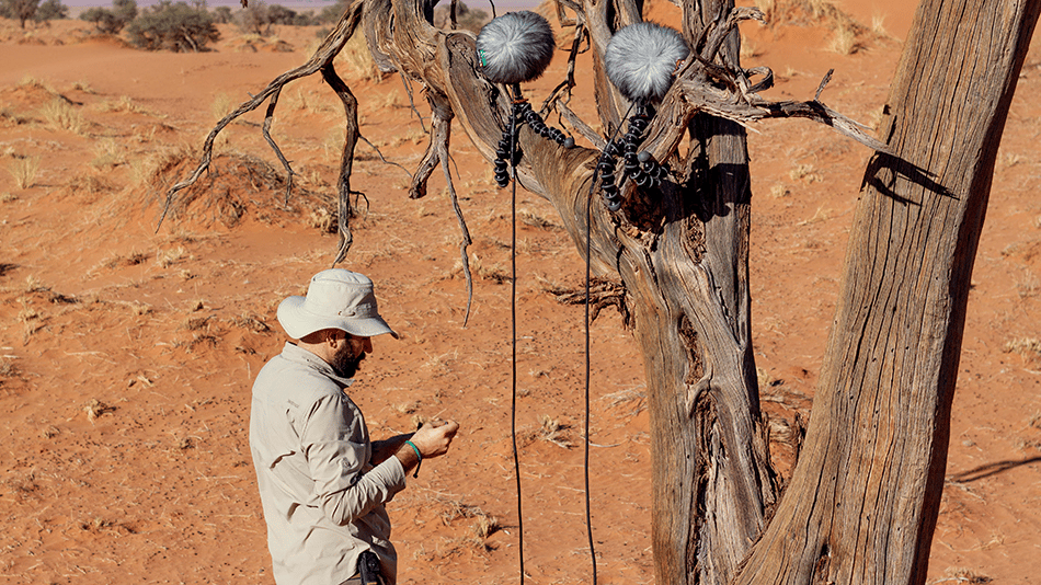 Man recording audio in desert with microphones attached to tree.
