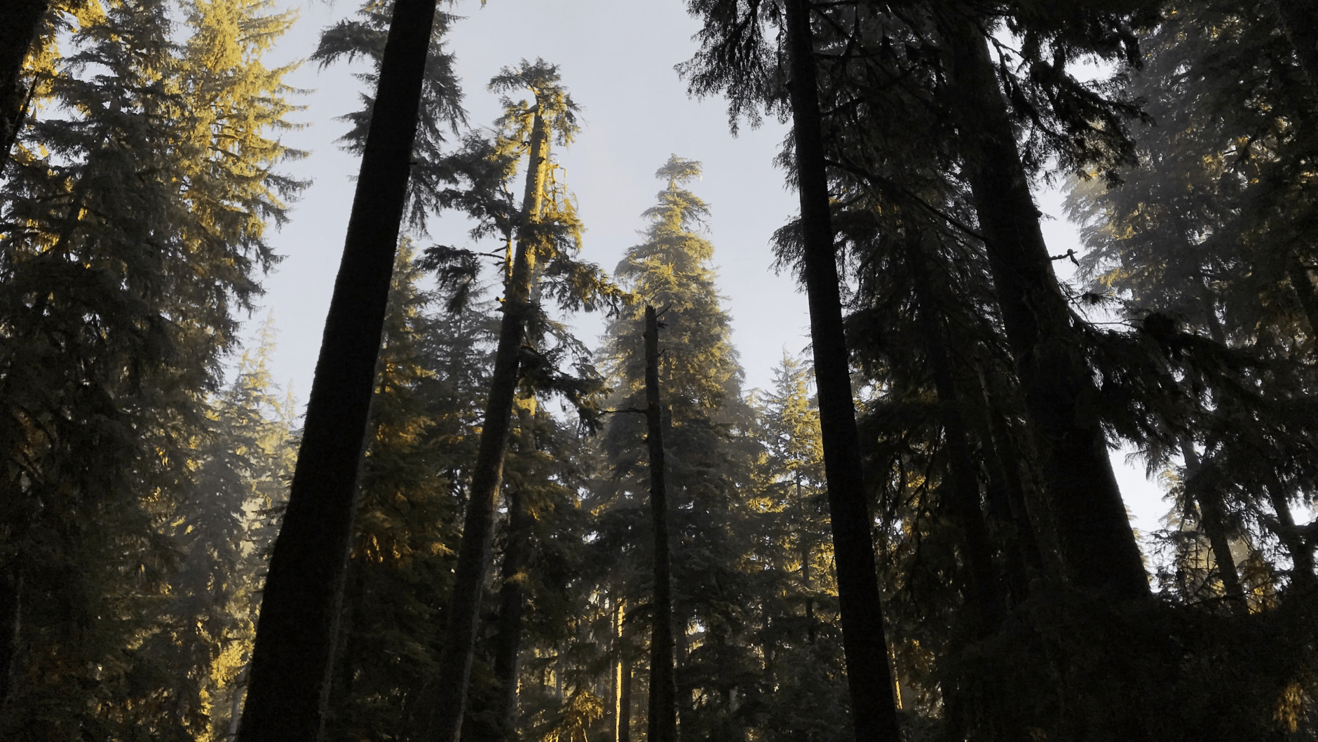 Tall evergreen trees in a misty Pacific Northwest forest.