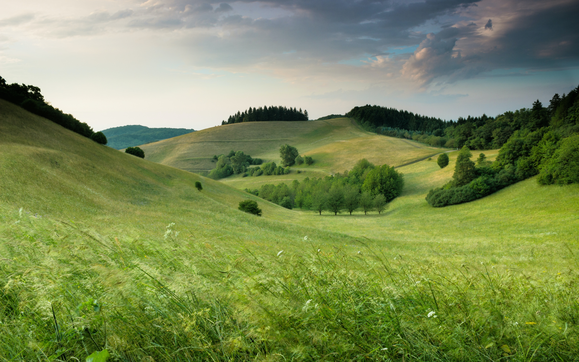 Wide green meadows with trees and a forest in the distance